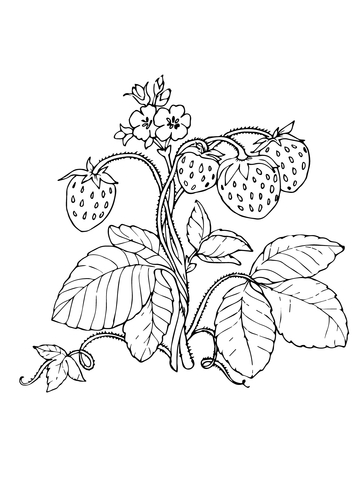 Red Strawberries Coloring Page